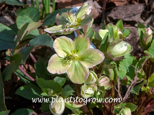 Helleborus Ivory Prince
(March 24)